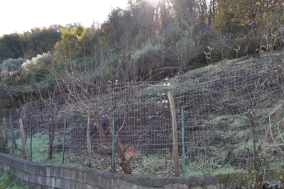 Terreno agricolo facile accesso