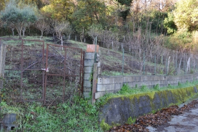 Terreno agricolo facile accesso