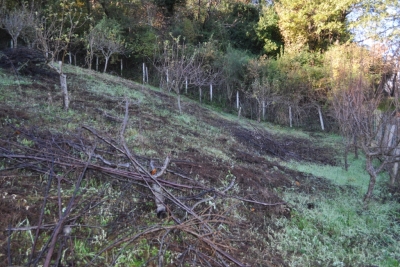 Terreno agricolo facile accesso