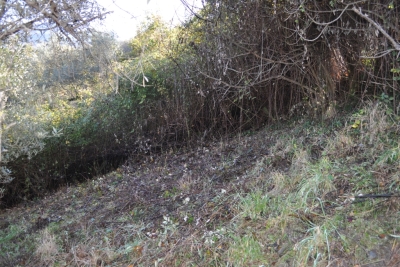 Terreno agricolo facile accesso