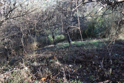 Terreno agricolo facile accesso