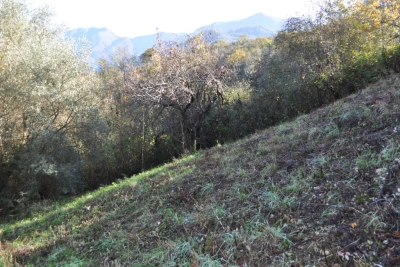 Terreno agricolo facile accesso