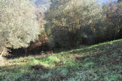 Terreno agricolo facile accesso